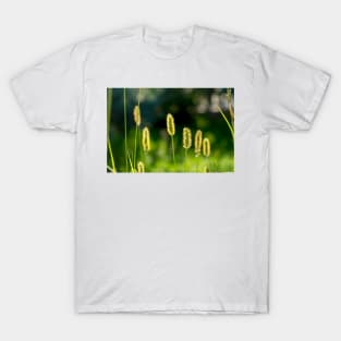 Field flowers photographed in Bucegi mountains, Romania. Spring day T-Shirt